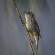 Stephen Nobbs - Sedge Warbler amongst the reeds